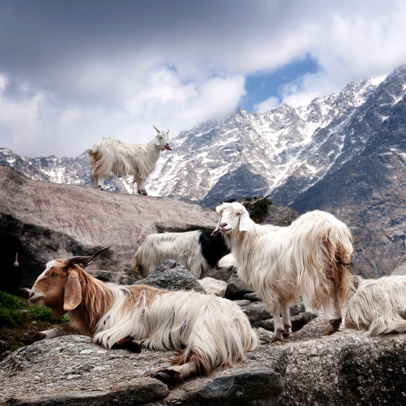 Chèvres cachemire dans les montagnes de l’Himalaya