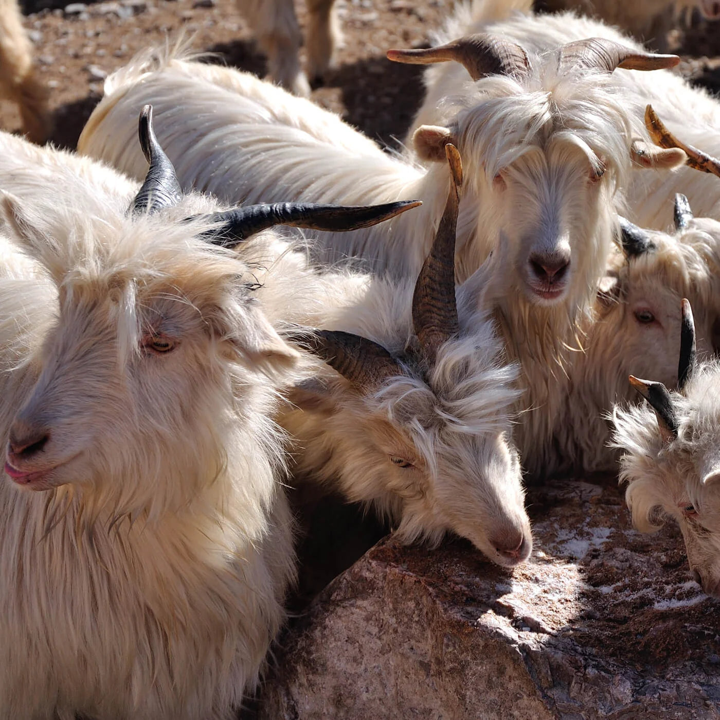 Troupeau de chèvres cachemire à l’origine du pashmina
